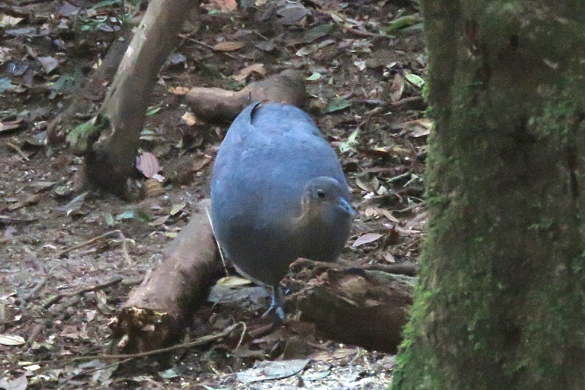 Solitary Tinamou - ML640598338