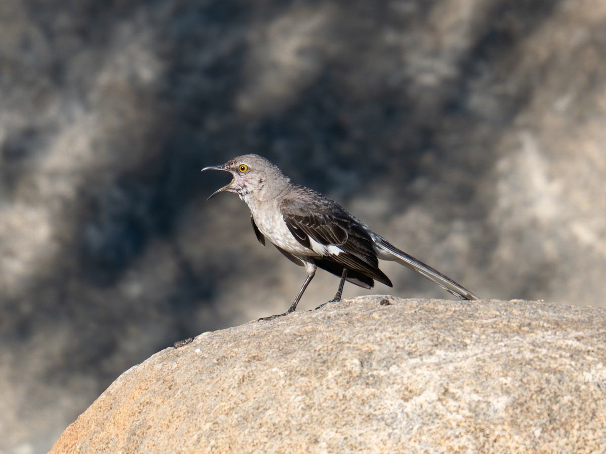Northern Mockingbird - ML640598342