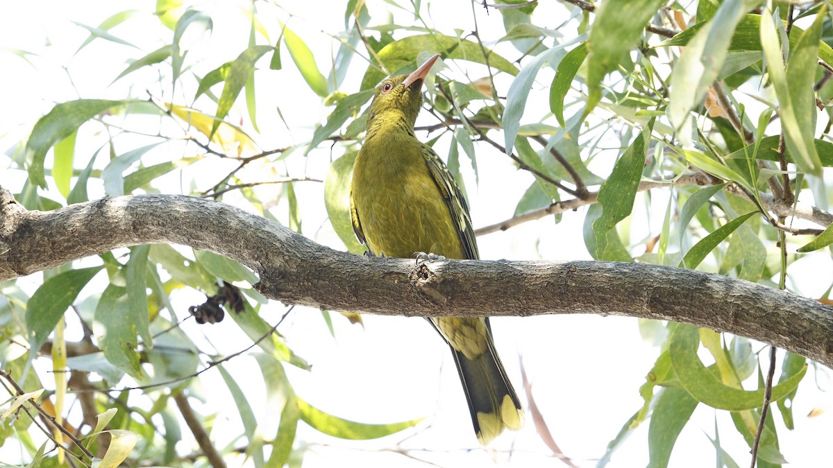 Green Oriole - ML640598351