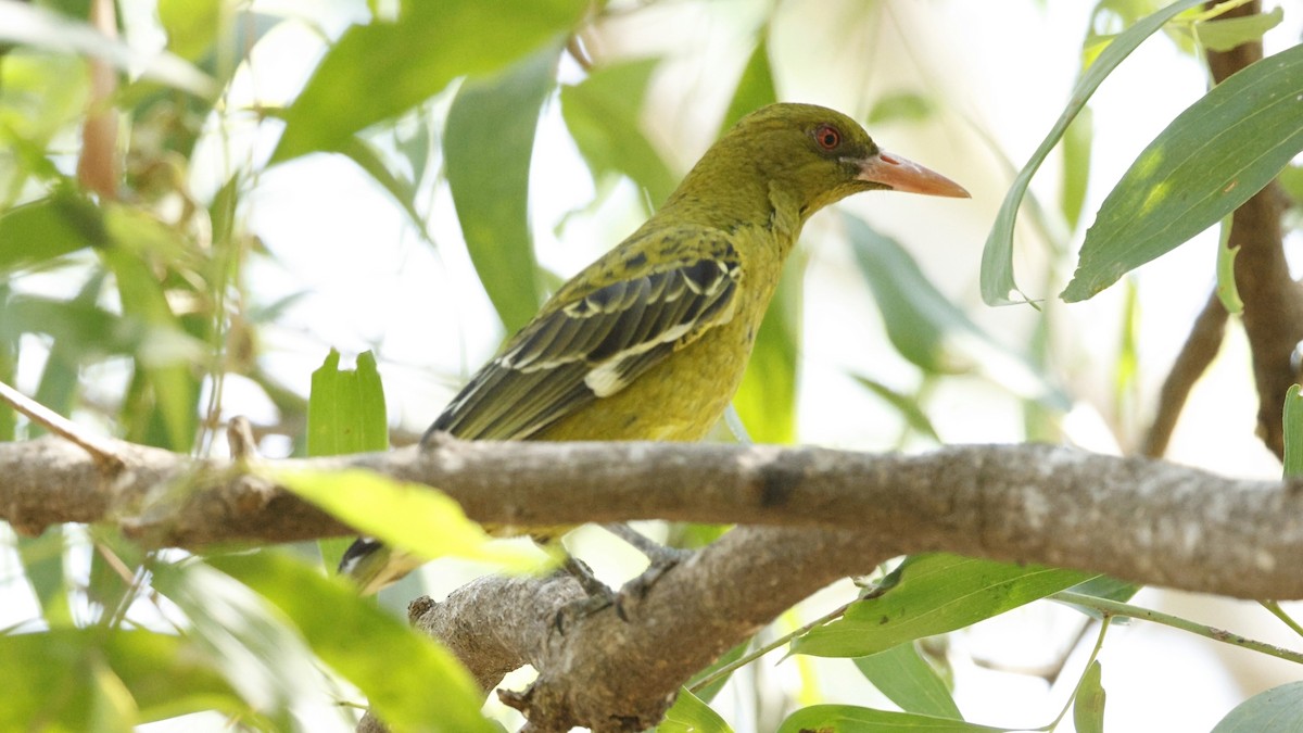 Green Oriole - ML640598352