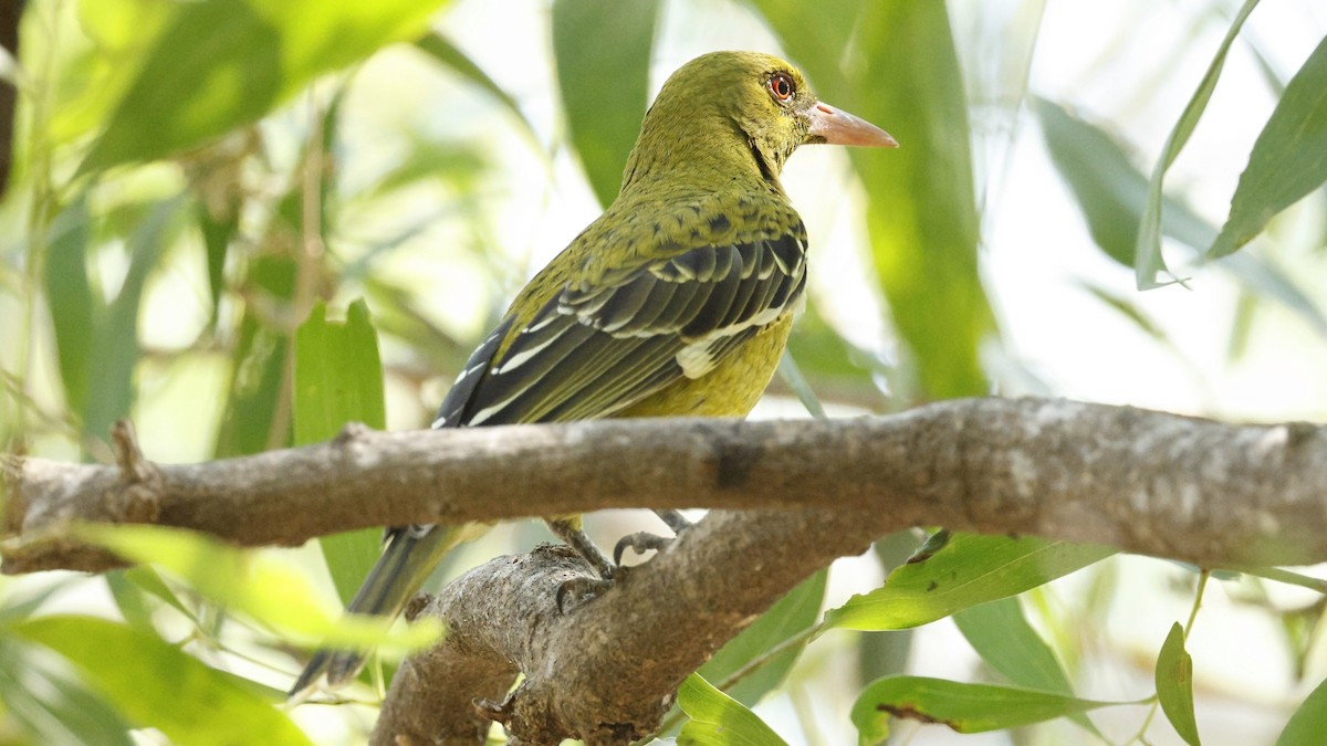 Green Oriole - ML640598357