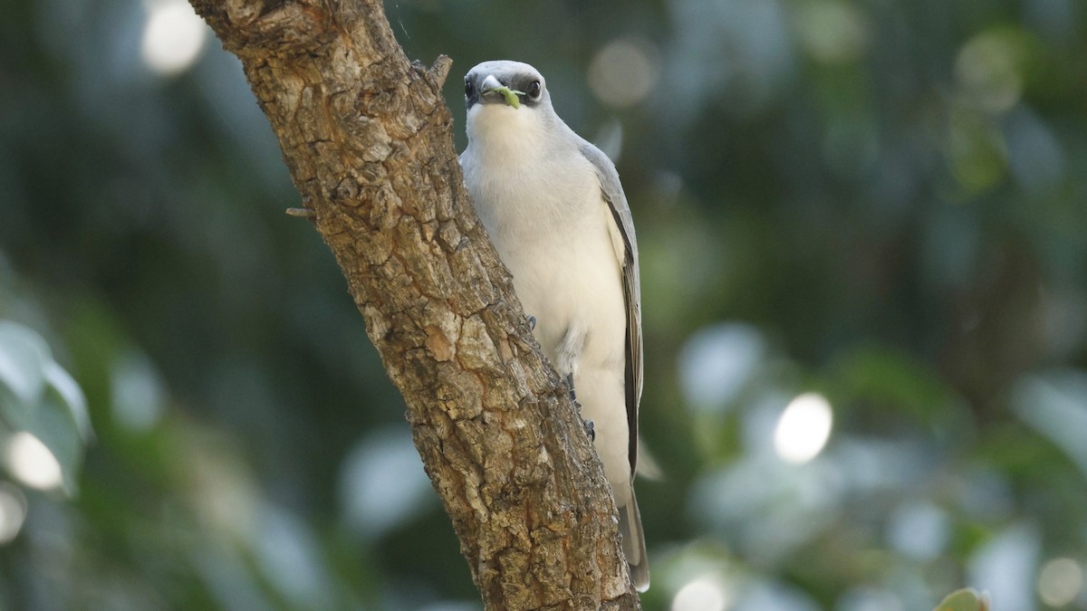 White-bellied Cuckooshrike - ML640598360