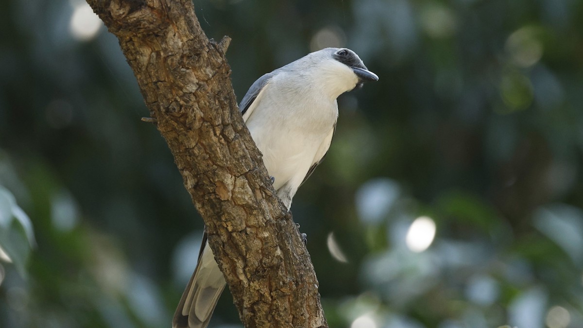 White-bellied Cuckooshrike - ML640598361