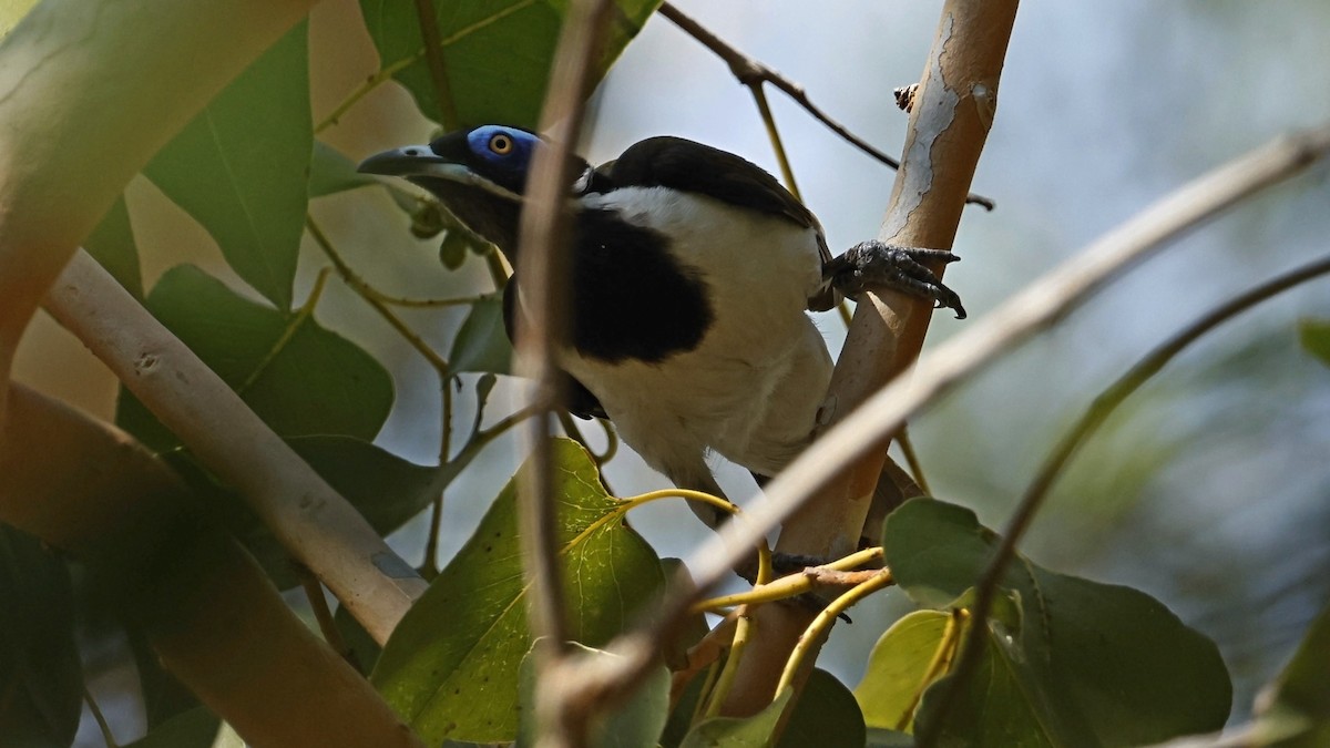 Blue-faced Honeyeater - ML640598362