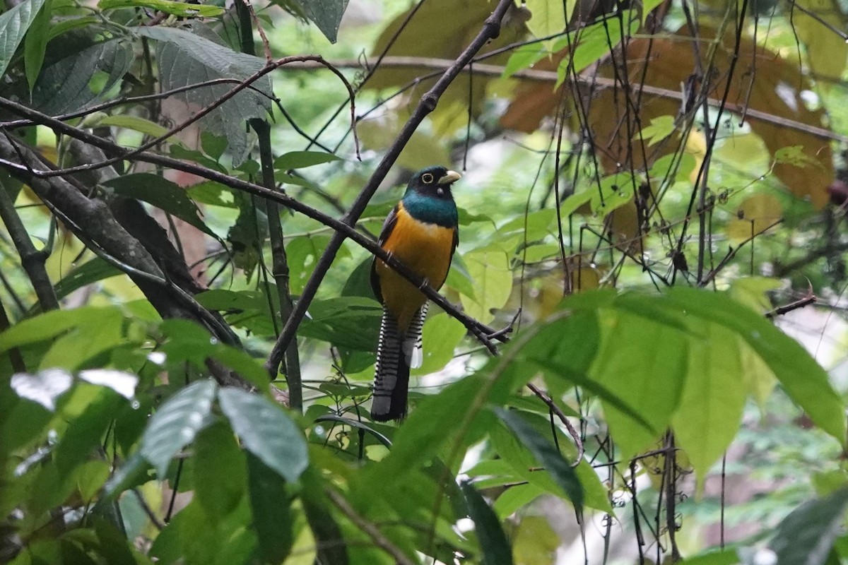 Choco Black-throated Trogon - ML640598383