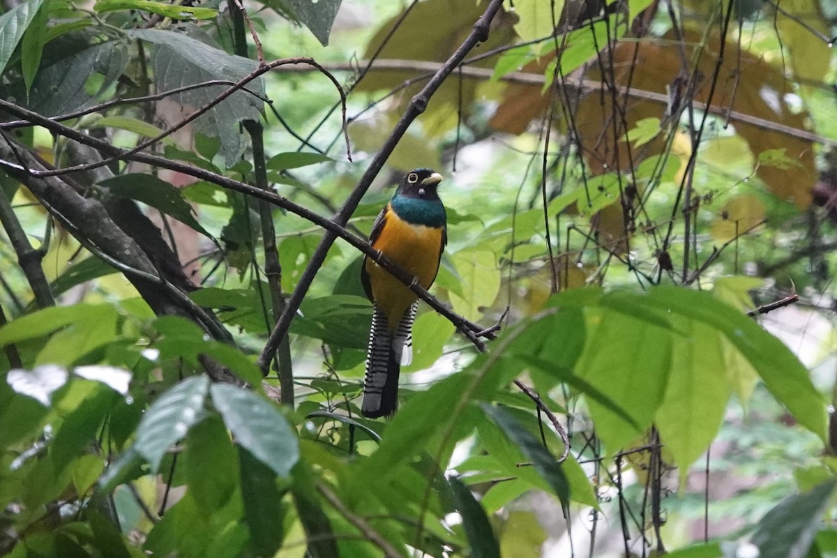 Choco Black-throated Trogon - ML640598384