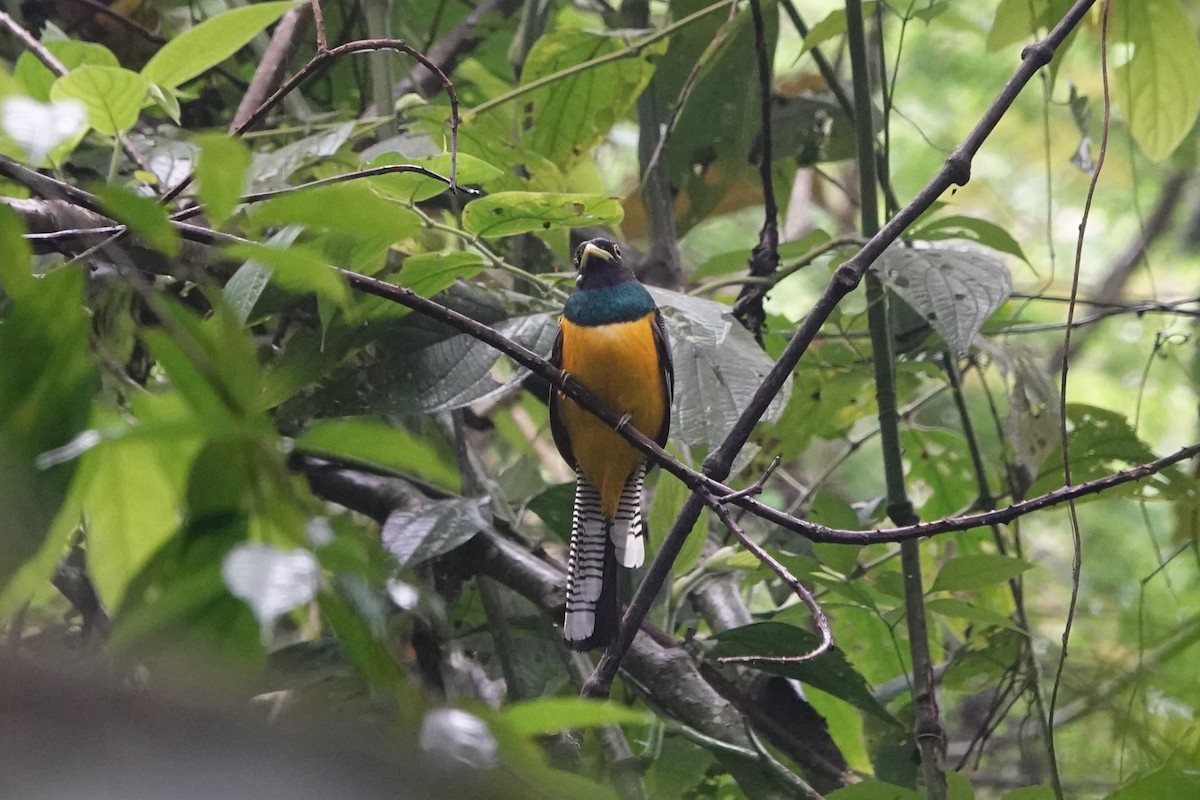 Choco Black-throated Trogon - ML640598385