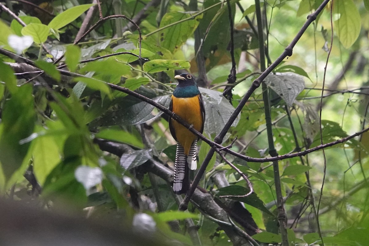 Choco Black-throated Trogon - ML640598386