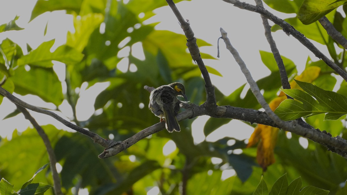 Eastern Wattled-Honeyeater - ML640598396