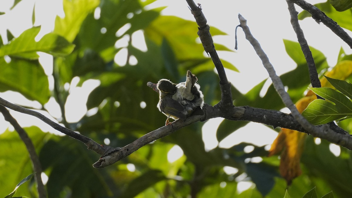 Eastern Wattled-Honeyeater - ML640598408