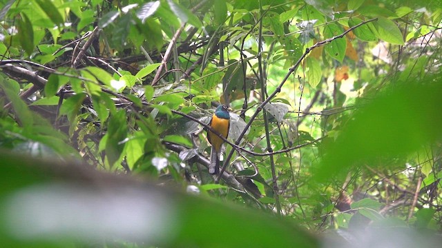 Choco Black-throated Trogon - ML640598410