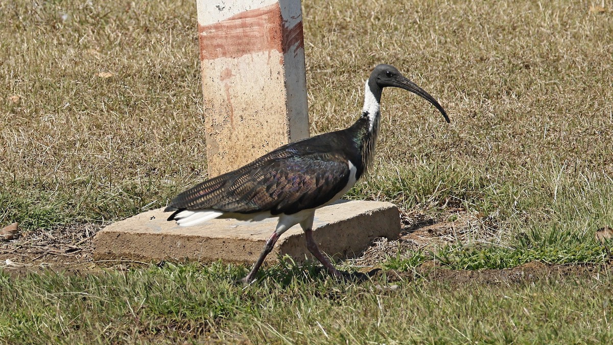 Straw-necked Ibis - ML640598501