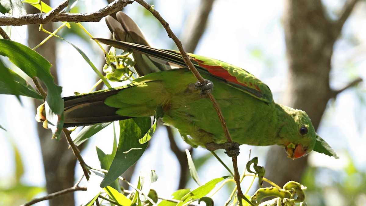 Red-winged Parrot - ML640598506