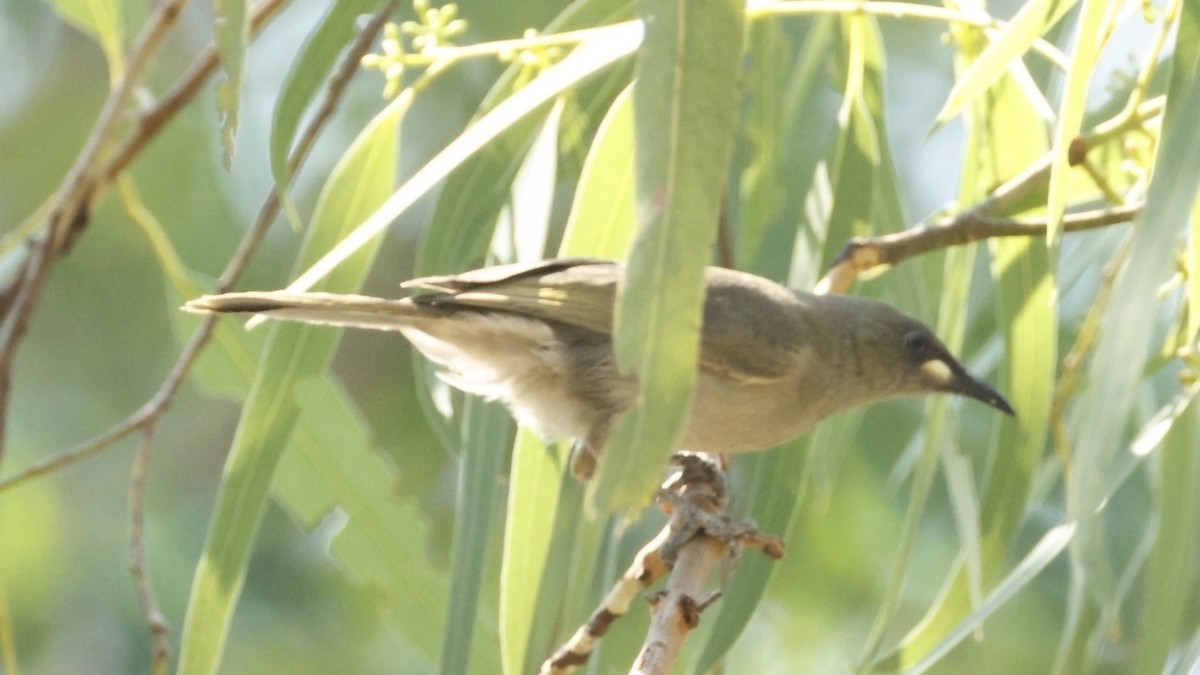White-gaped Honeyeater - ML640598510