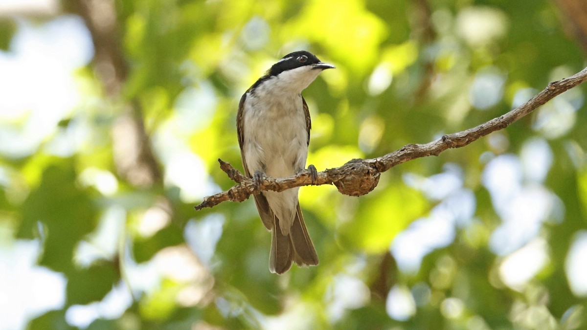 White-throated Honeyeater - ML640598516