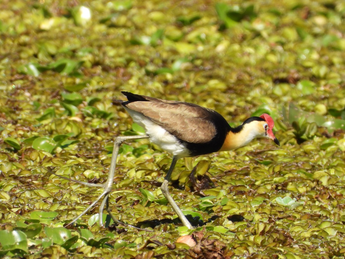 Comb-crested Jacana - ML640598558
