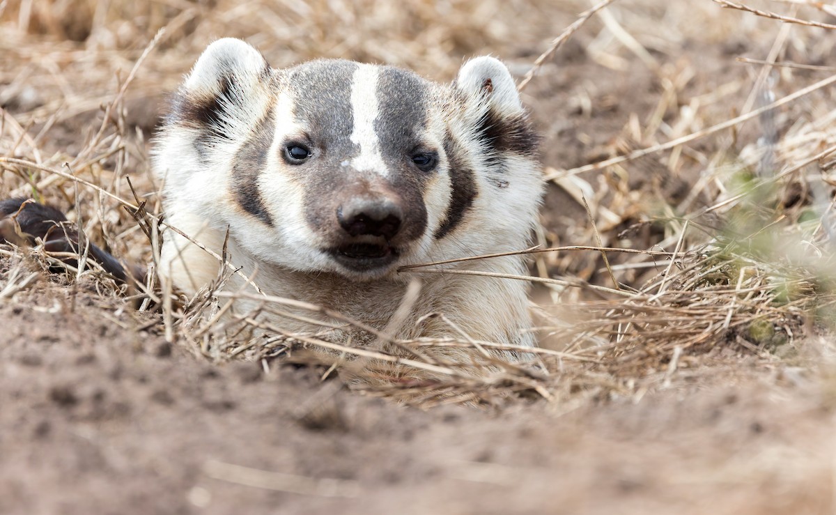 American Badger - Connor Cochrane
