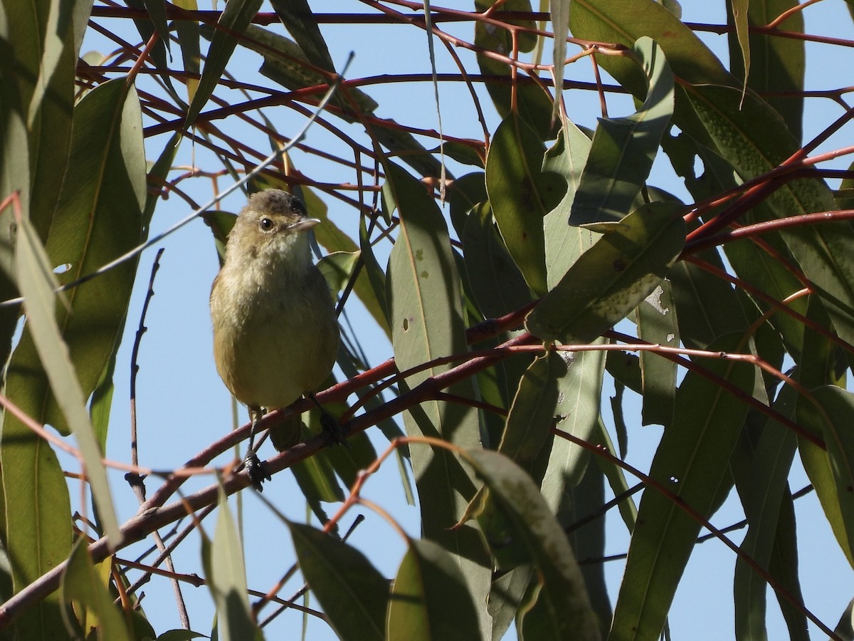 Australian Reed Warbler - ML640598652