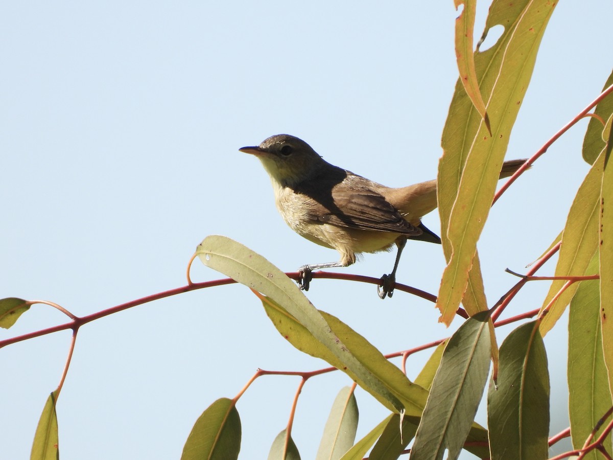Australian Reed Warbler - ML640598653