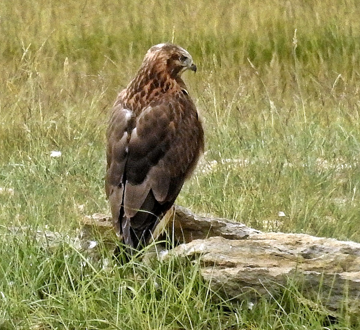 káně stepní - ML640598666
