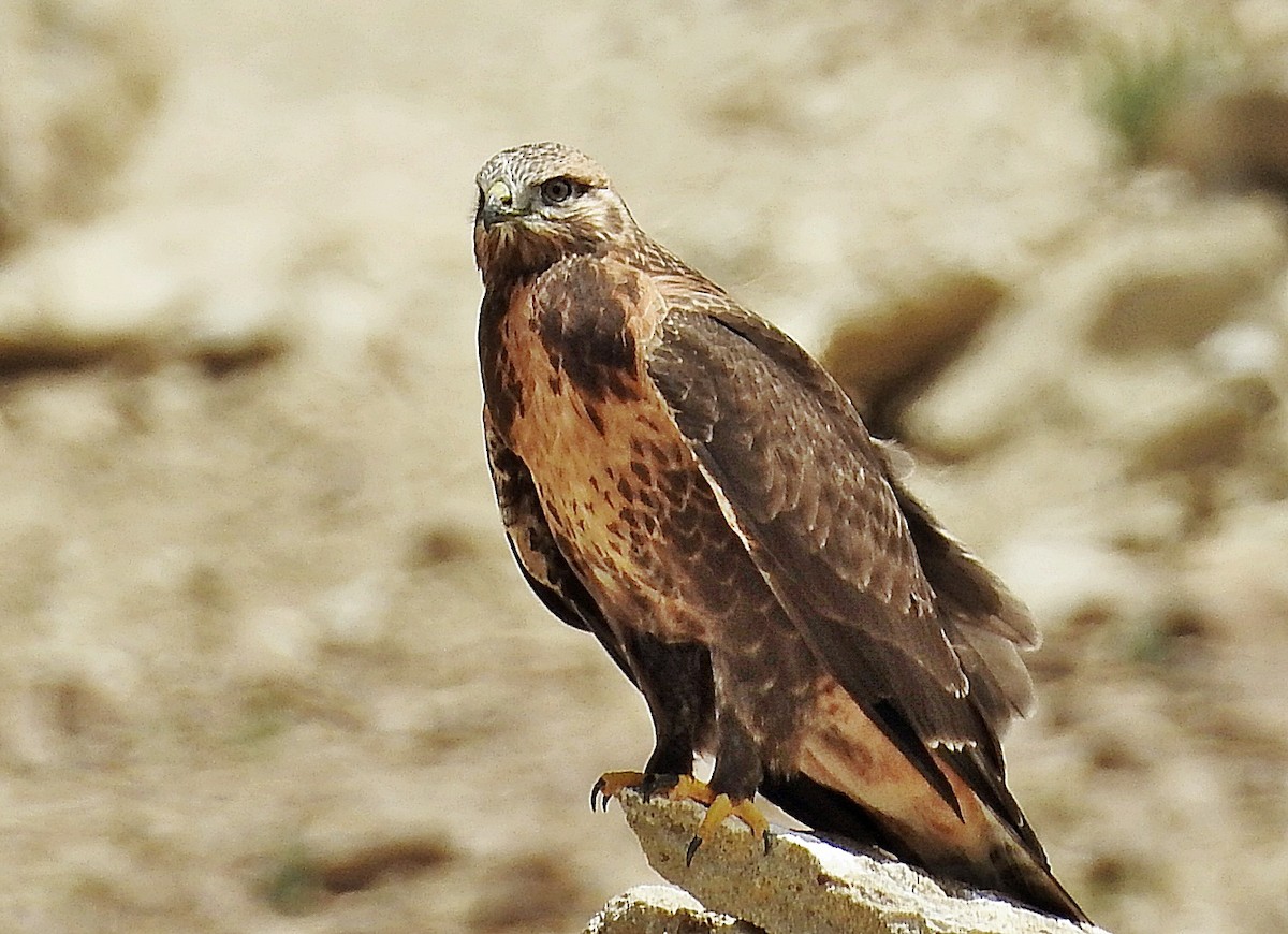 káně stepní - ML640598714