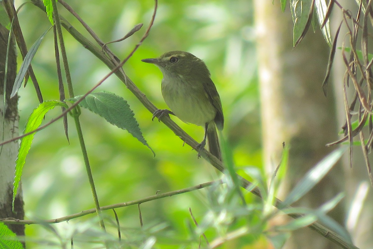 Hangnest Tody-Tyrant - ML640598721