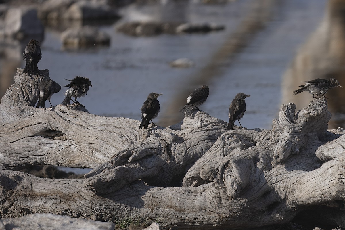 Wattled Starling - ML640598725