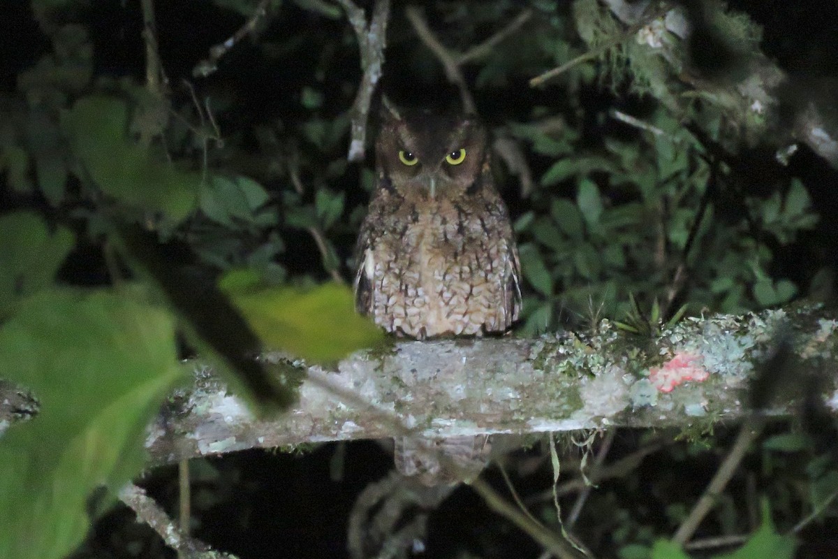 Long-tufted Screech-Owl - ML640598790