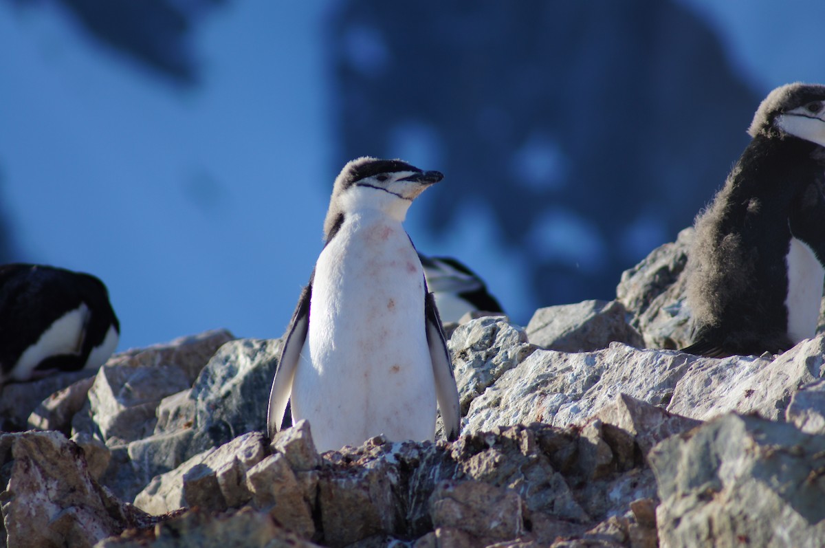 Chinstrap Penguin - ML640598808