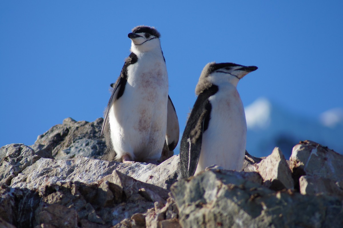Chinstrap Penguin - ML640598809