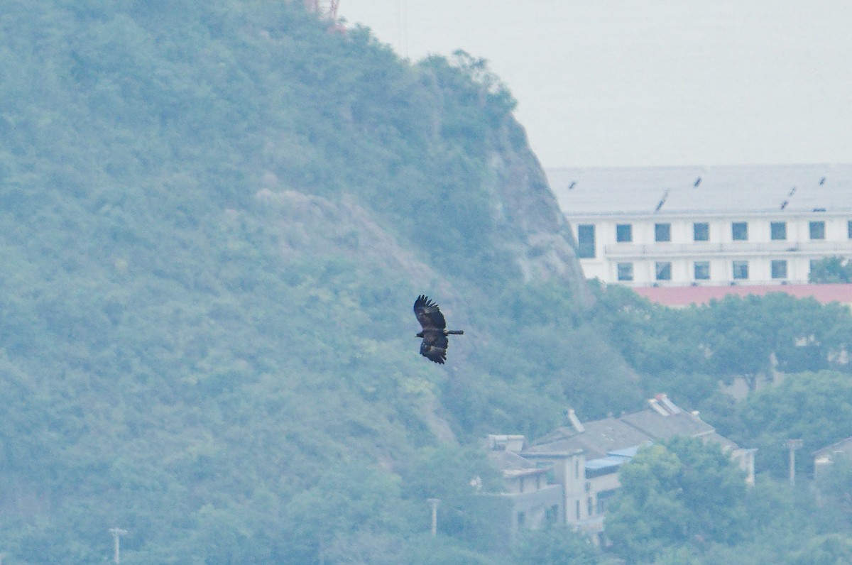 Black Eagle - ML640598837