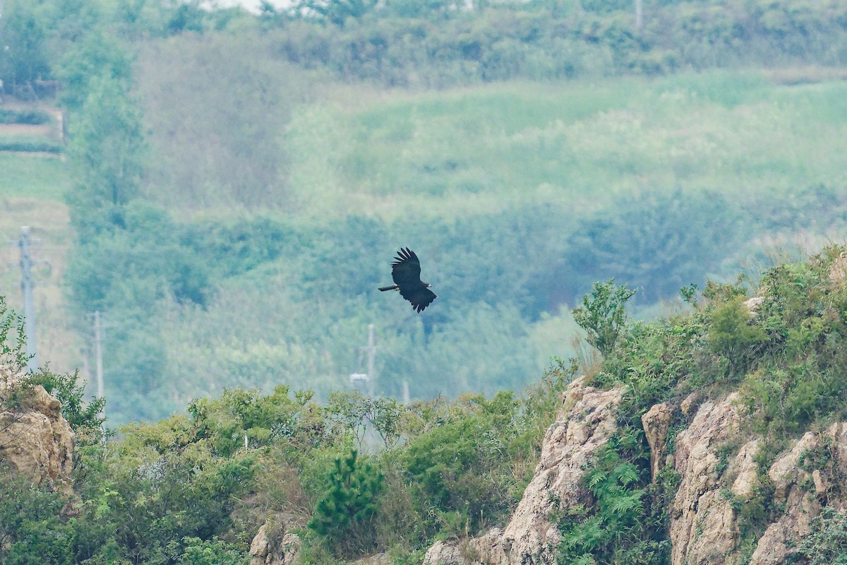 Black Eagle - ML640598838