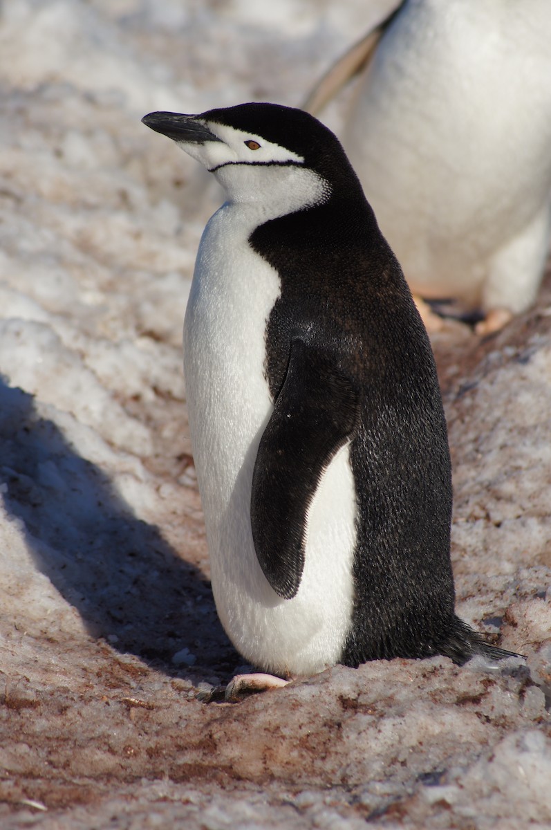 Chinstrap Penguin - ML640598843