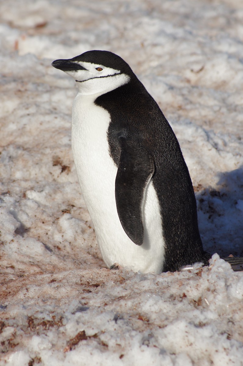 Chinstrap Penguin - ML640598844