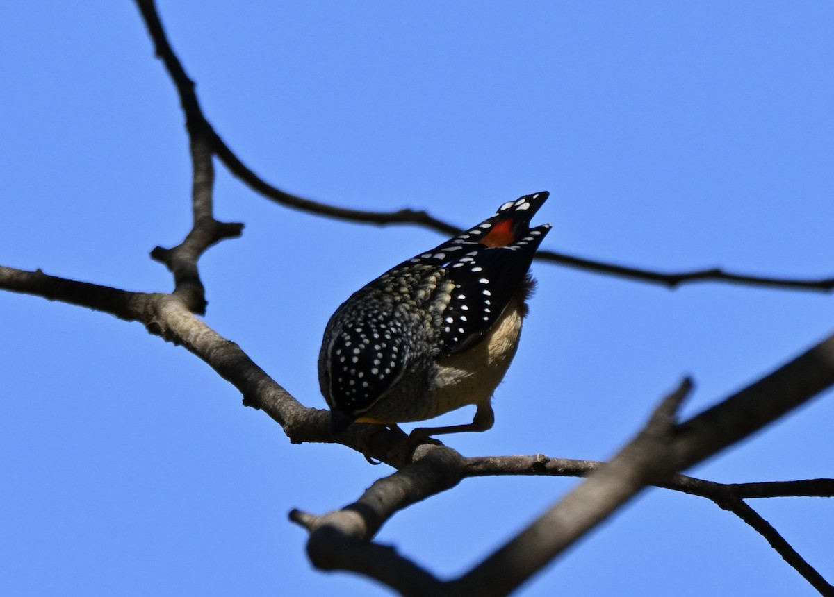 Spotted Pardalote - ML640598857