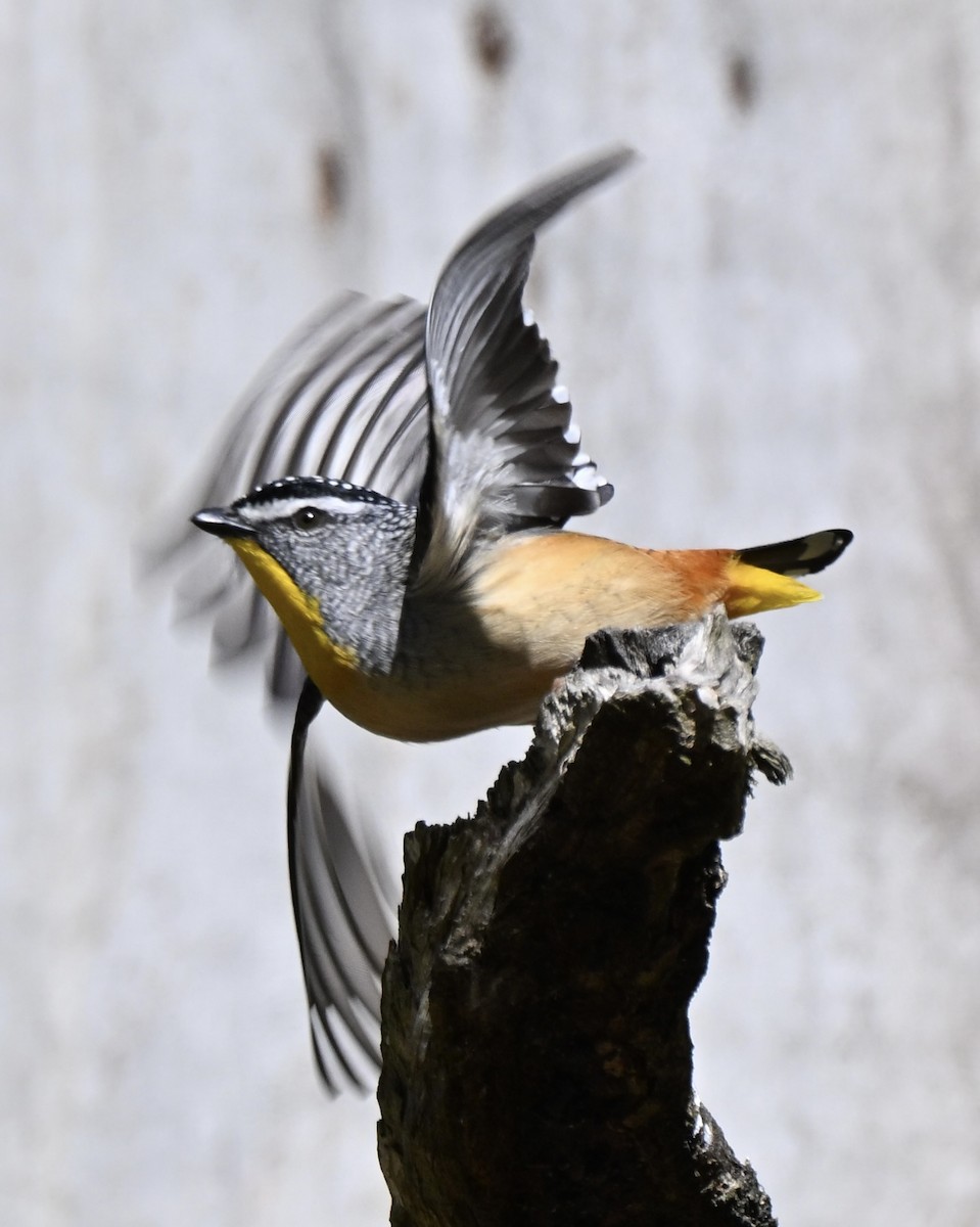 Spotted Pardalote - ML640598859