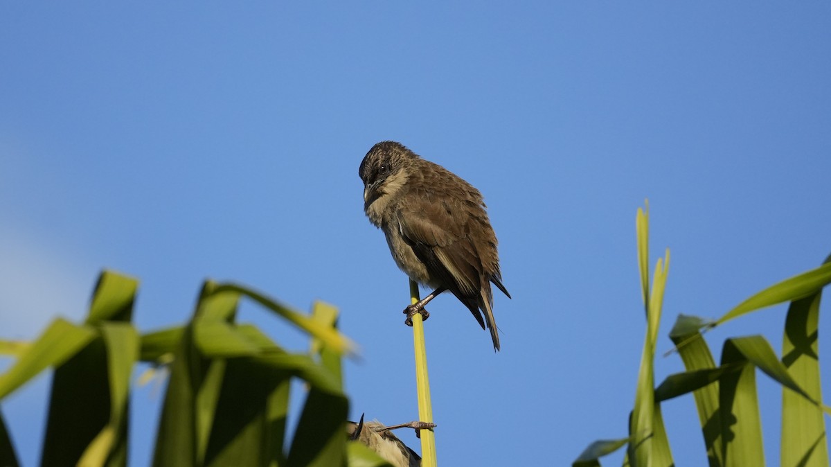 Polynesian Starling - ML640598870
