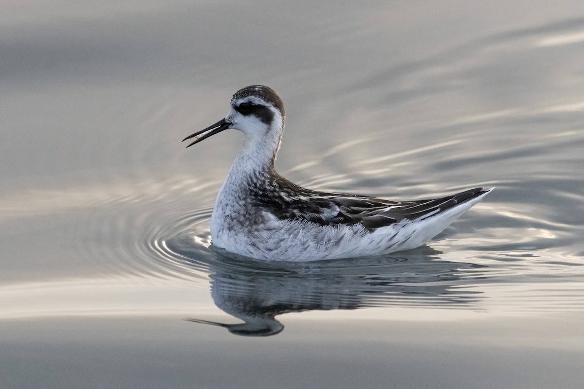 Red-necked Phalarope - ML640598872