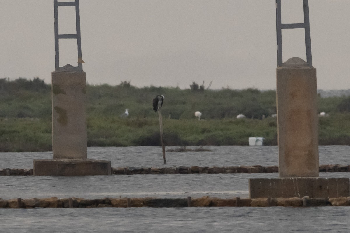 Osprey - ML640598874