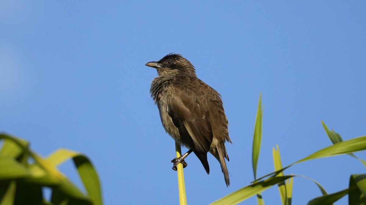 Polynesian Starling - ML640598875