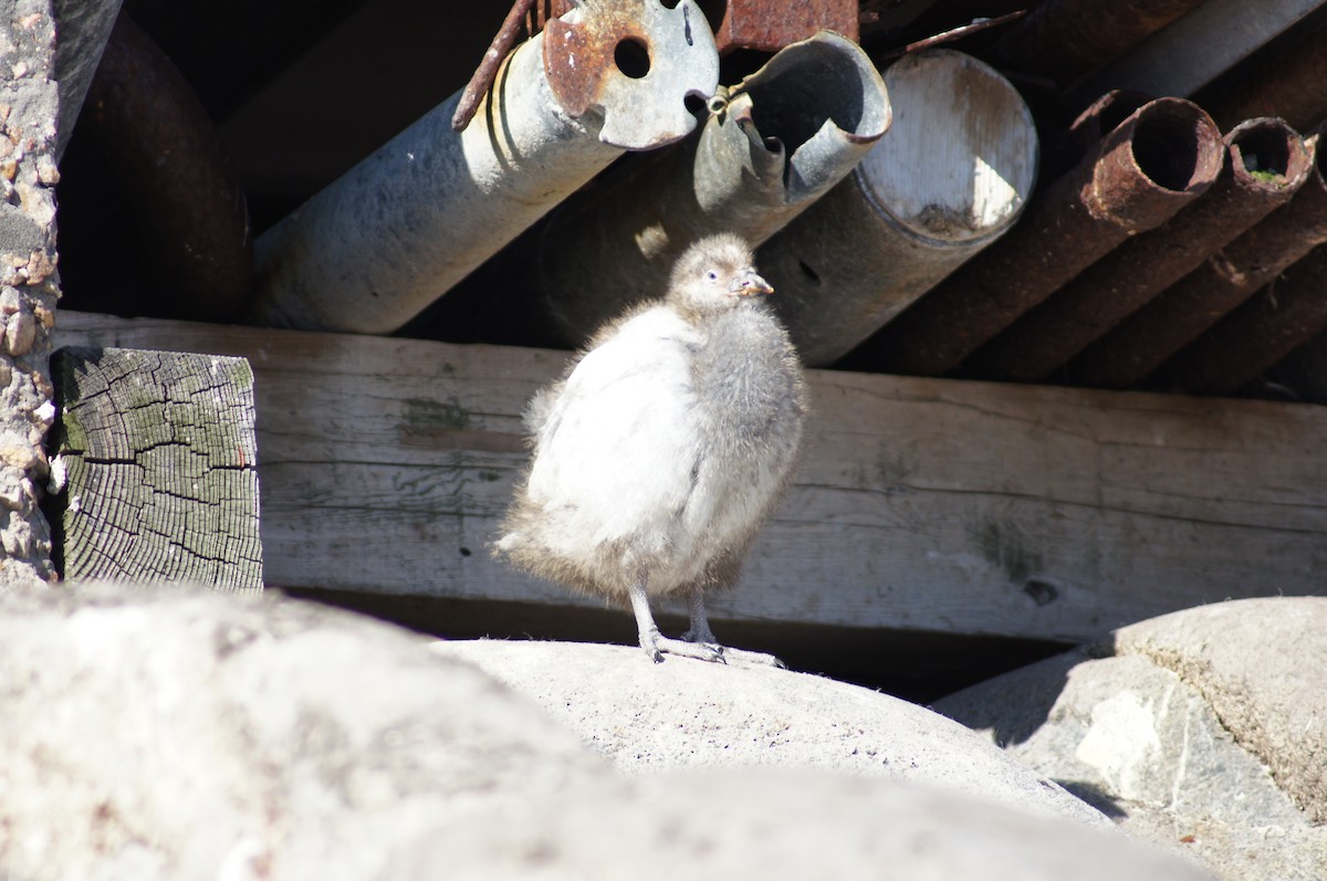 Snowy Sheathbill - ML640598880