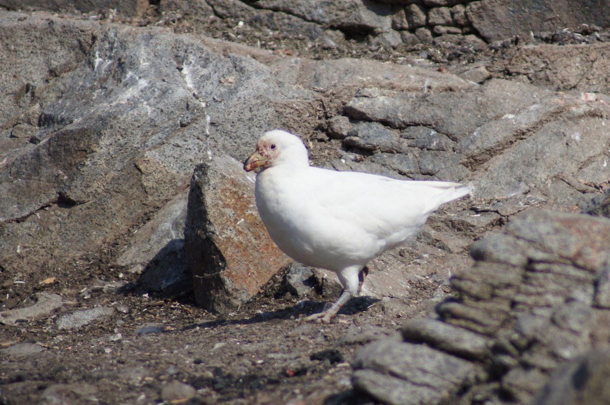 Snowy Sheathbill - ML640598885