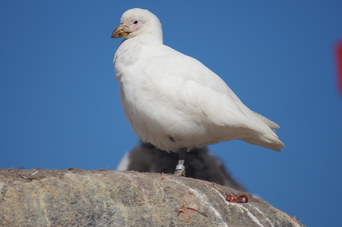 Snowy Sheathbill - ML640598886