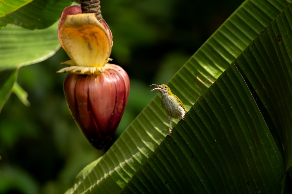 Gray-breasted Spiderhunter - ML640599040