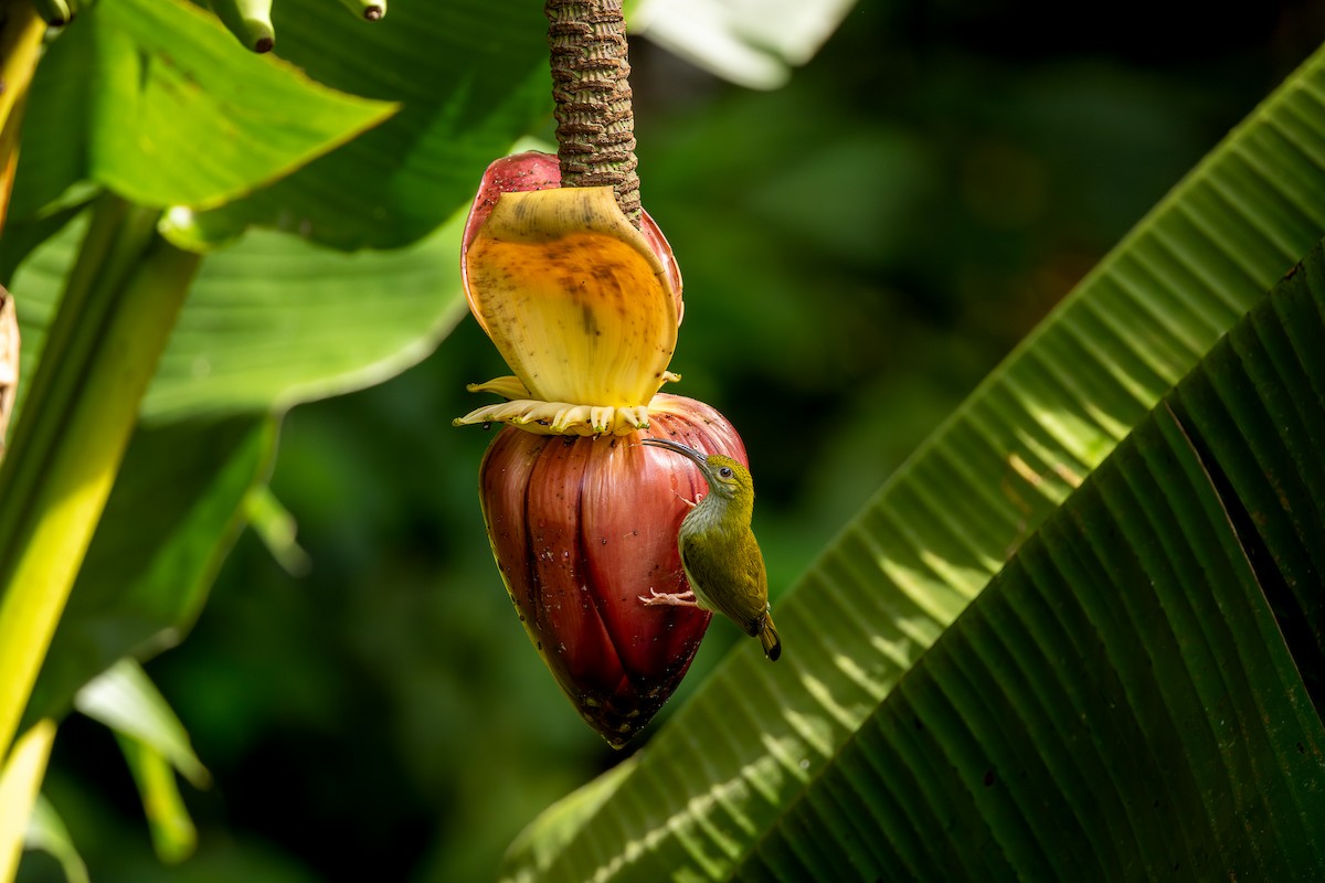 Gray-breasted Spiderhunter - ML640599041