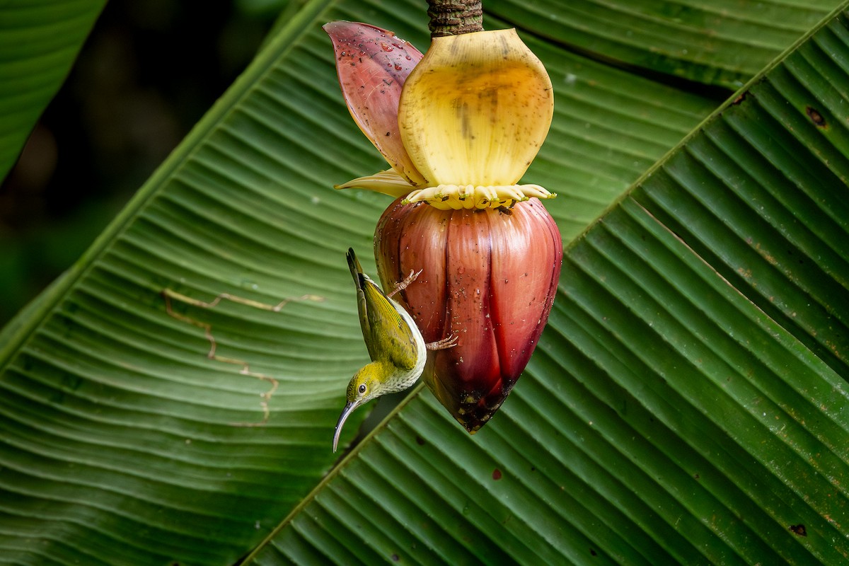 Gray-breasted Spiderhunter - ML640599042
