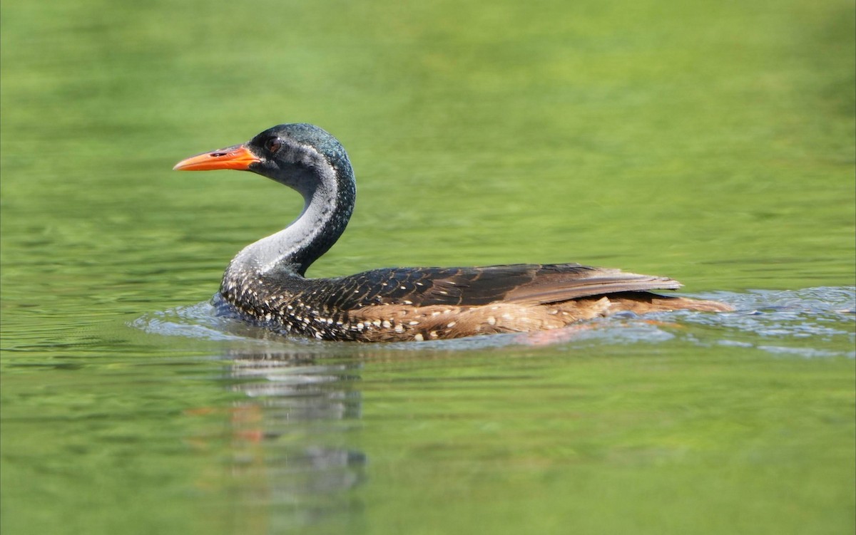 African Finfoot - ML640599079