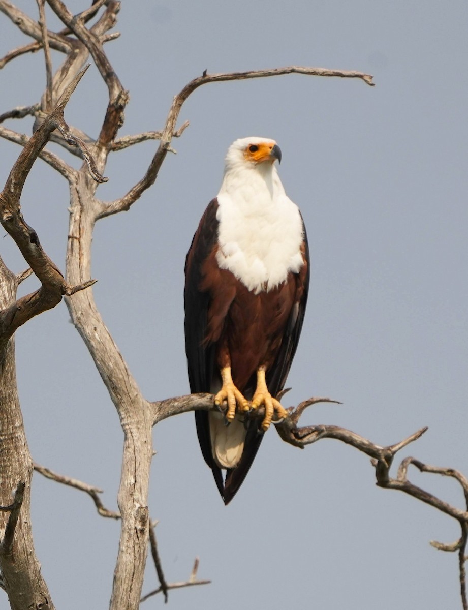 African Fish-Eagle - ML640599082