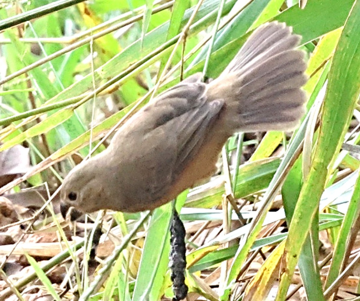 Chestnut-bellied Seed-Finch - ML640599094
