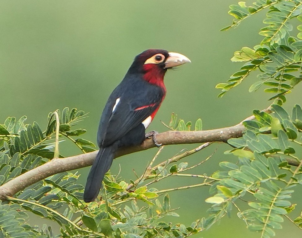 Double-toothed Barbet - ML640599102